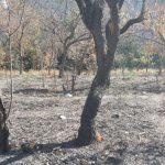 گزارش تصویری / سوزاندن و قطع درختان ارومیه توسط افراد ناشناس