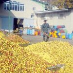 باغداران آذربایجان غربی در فروش محصولات خود با مشکلات عدیده ای مواجه اند