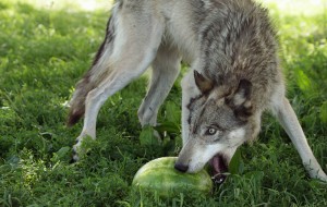 روستایی در آذربایجان غربی که گرگ هایش هندوانه می خورند!